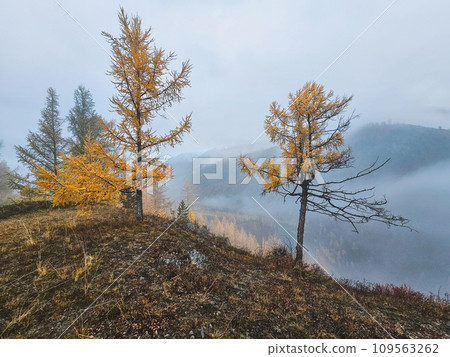 Mountain landscape in misty early morning in autumn. Fantastic view of the tops of mountain ridge above the clouds. Yellow larches above the cliff of the turquoise river. 109563262