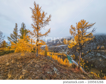 Mountain landscape in misty early morning in autumn. Fantastic view of the tops of mountain ridge above the clouds. Yellow larches above the cliff of the turquoise river. Mountain landscape in misty early morning in autumn. Fantastic view of the tops of mountain ridge above the clouds. Yellow larches above the cliff of the turquoise river. 109563266
