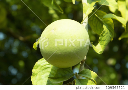 Green bael fruit, Aegle marmelos on the tree 109563521
