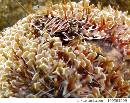 Zebra crabs living in Rappauni Zebra crabs living in Rappauni 109563609