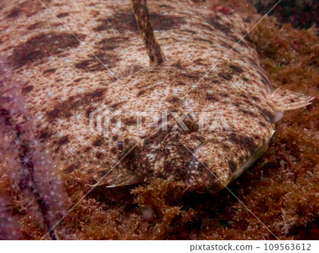 隱藏在岩石上的比目魚 109563612