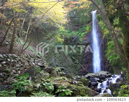 Yoro Falls surrounded by greenery and autumn leaves Yoro Falls surrounded by greenery and autumn leaves 109563623