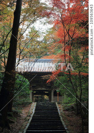 Niomon Gate of Nishiyama Koryuji Temple, the 10th Temple of the 20 Best Sacred Sites in Shikoku, a famous spot for autumn leaves 109563643