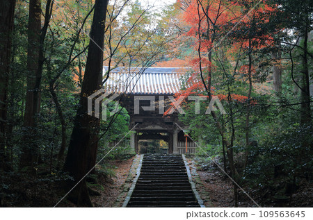 Niomon Gate of Nishiyama Koryuji Temple, the 10th Temple of the 20 Best Sacred Sites in Shikoku, a famous spot for autumn leaves Niomon Gate of Nishiyama Koryuji Temple, the 10th Temple of the 20 Best Sacred Sites in Shikoku, a famous spot for autumn leaves 109563645