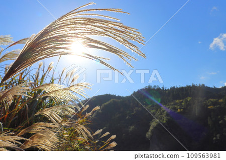 pampas grass, blue sky, sun 109563981