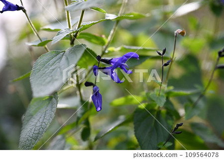 Kuroda Herb Garden Kuroda Herb Garden 109564078