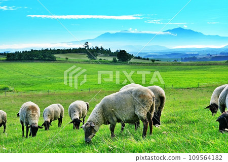 Sheep on Biei Hill with the Daisetsuzan Mountain Range in the background, Hokkaido 109564182