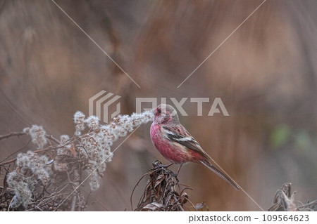 Benimasiko 109564623