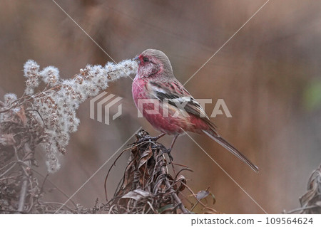 Benimasiko 109564624