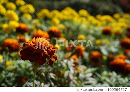Marigold  109564737