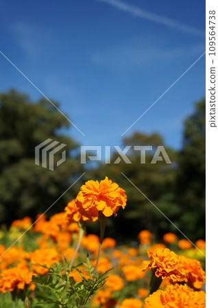 orange marigold and blue sky 109564738