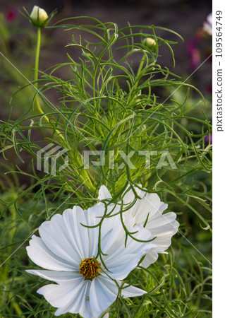 White cosmos 109564749