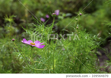 pretty flowers 109564870