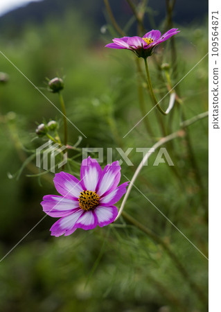 開花在秋天領域的桃紅色波斯菊 109564871