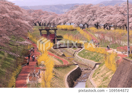 千棵櫻桃樹 109564872