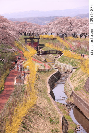 千棵櫻桃樹 109564873