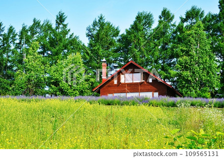 北海道美瑛町「奧爾特之丘」的夏日風景 109565131