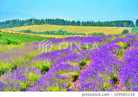 Lavender field on Orte Hill overlooking Chiyoda Hill and Tokachidake Mountain Range, Biei Town, Hokkaido in summer Lavender field on Orte Hill overlooking Chiyoda Hill and Tokachidake Mountain Range, Biei Town, Hokkaido in summer 109565138