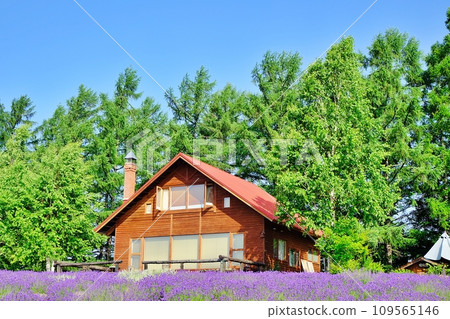 北海道美瑛町奧爾特山夏季薰衣草田 109565146
