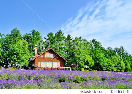Summer lavender field at Orte Hill, Biei Town, Hokkaido 109565156