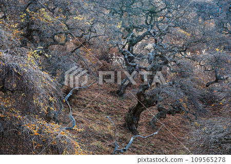 小野哭泣九里自然保護區【神伊納郡辰野町】 109565278