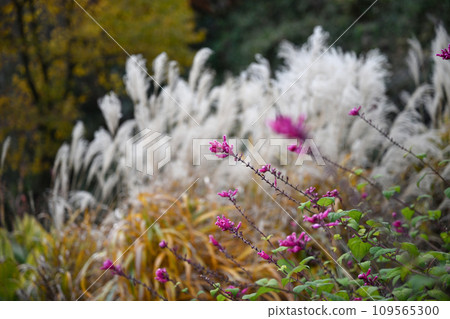 Kuroda Herb Garden Kuroda Herb Garden 109565300