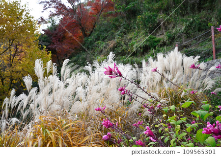 Kuroda Herb Garden Kuroda Herb Garden 109565301