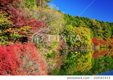 Lake Minami-Inaga in autumn 109565433