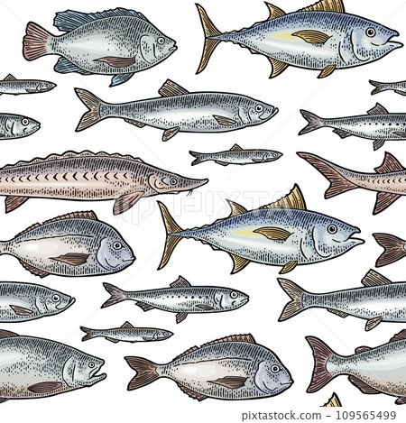 Seamless pattern different types fish. Vintage engraving 109565499