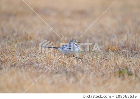 Bakkery Bakkery 109565639