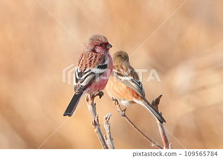 Benimasiko Benimasiko 109565784