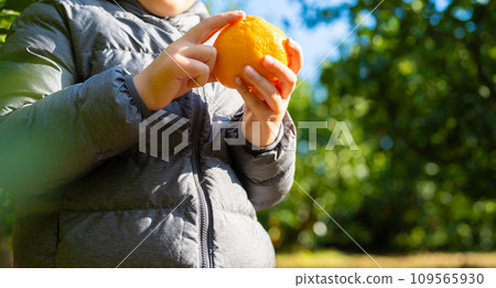 Mandarin orange picking image 109565930