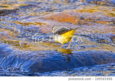 Kisekirei Kisekirei 109565998