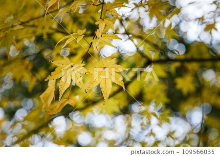 秋季秋季森林橙葉背景楓葉 109566035