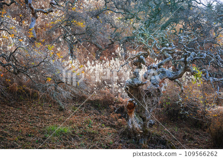 小野哭泣九里自然保護區【神伊納郡辰野町】 109566262