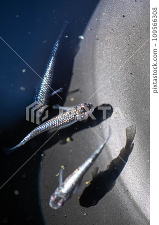 美麗的青鱂游泳 109566308