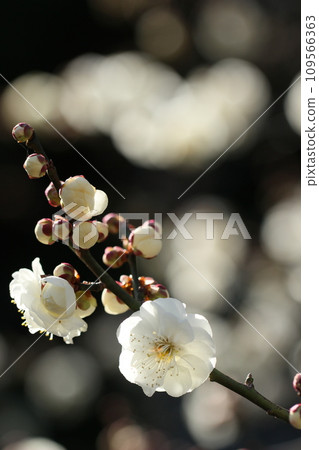 White plum blossoms spring landscape 109566363