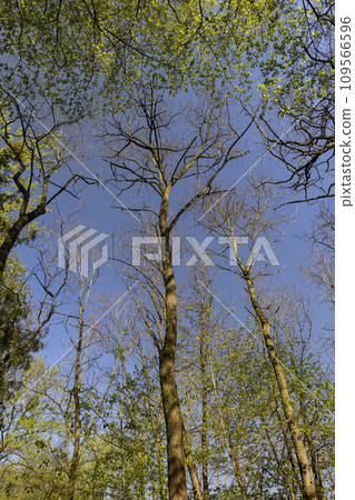 deciduous trees in a mixed forest in the spring season 109566596