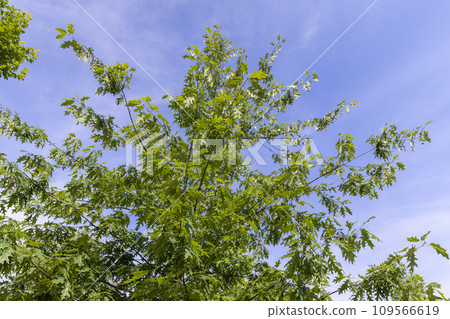 beautiful oak tree foliage with green foliage 109566619