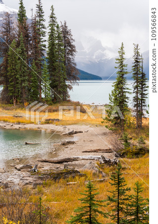 Fir trees island on the lake waterfront in autumn foliage season. snowy foggy mountains in the background. 109566843