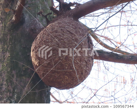 巨大的黃蜂巢 巨大的黃蜂巢 109567344