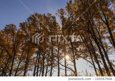 old huge oak with orange autumn foliage old huge oak with orange autumn foliage 109567606