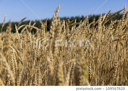 a large harvest of golden wheat in the field in summer 109567620