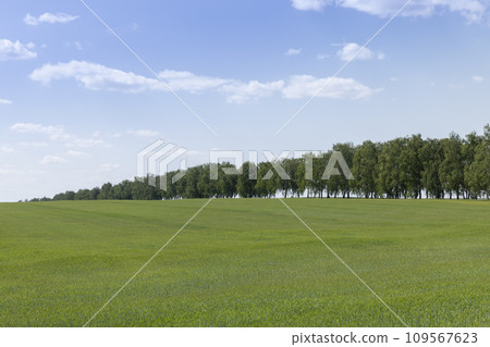 cereal growing business in eastern europe 109567623