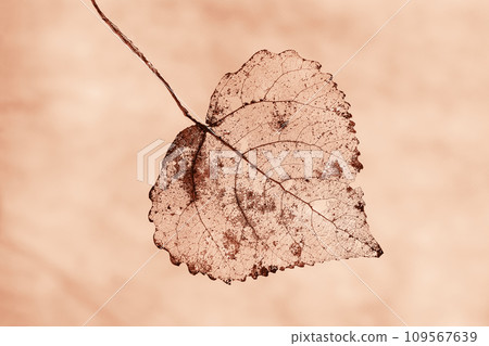 One dried leaf, monochrome coral peach fuzz background One dried leaf, monochrome coral peach fuzz background 109567639