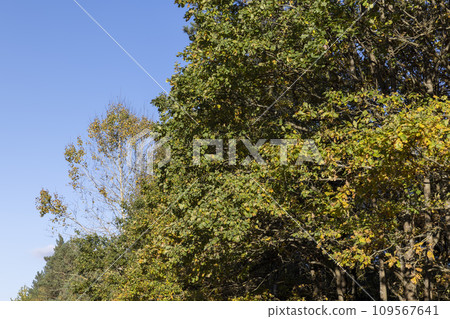 Oak tree in autumn leaf fall in sunny weather Oak tree in autumn leaf fall in sunny weather 109567641