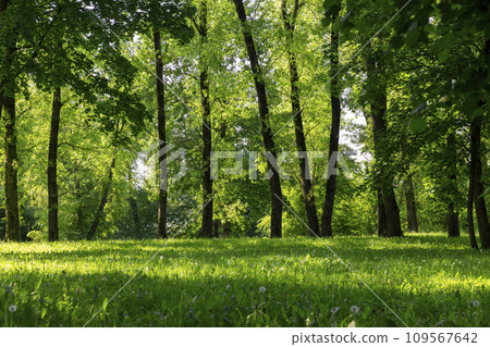 deciduous trees with green foliage in spring, green foliage deciduous trees with green foliage in spring, green foliage 109567642