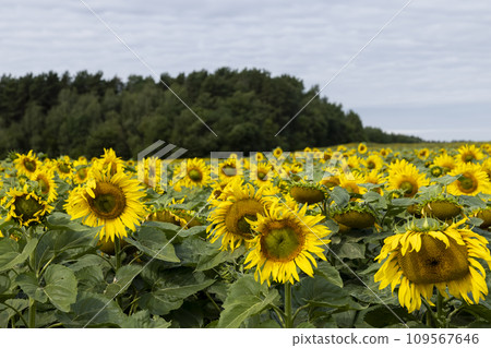 sunflower field in summer during the flowering of sunflower flowers 109567646