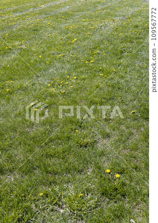 growing in a field of green grass in sunny spring weather growing in a field of green grass in sunny spring weather 109567772