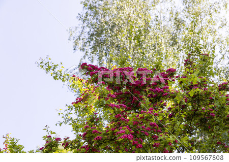 red flowers during flowering in spring park 109567808